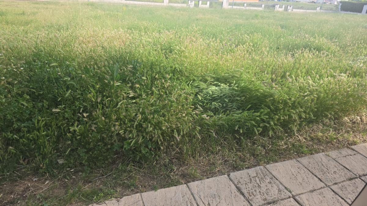 Parques y jardines del barrio siglo XXI llenos de maleza y sin mantenimiento.