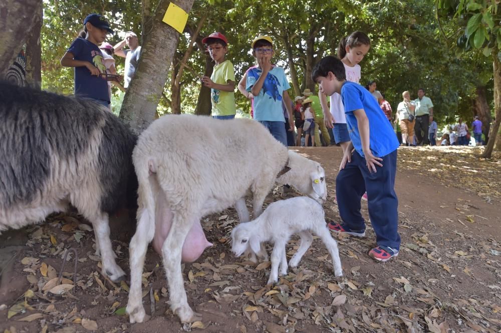 Feria de ganado