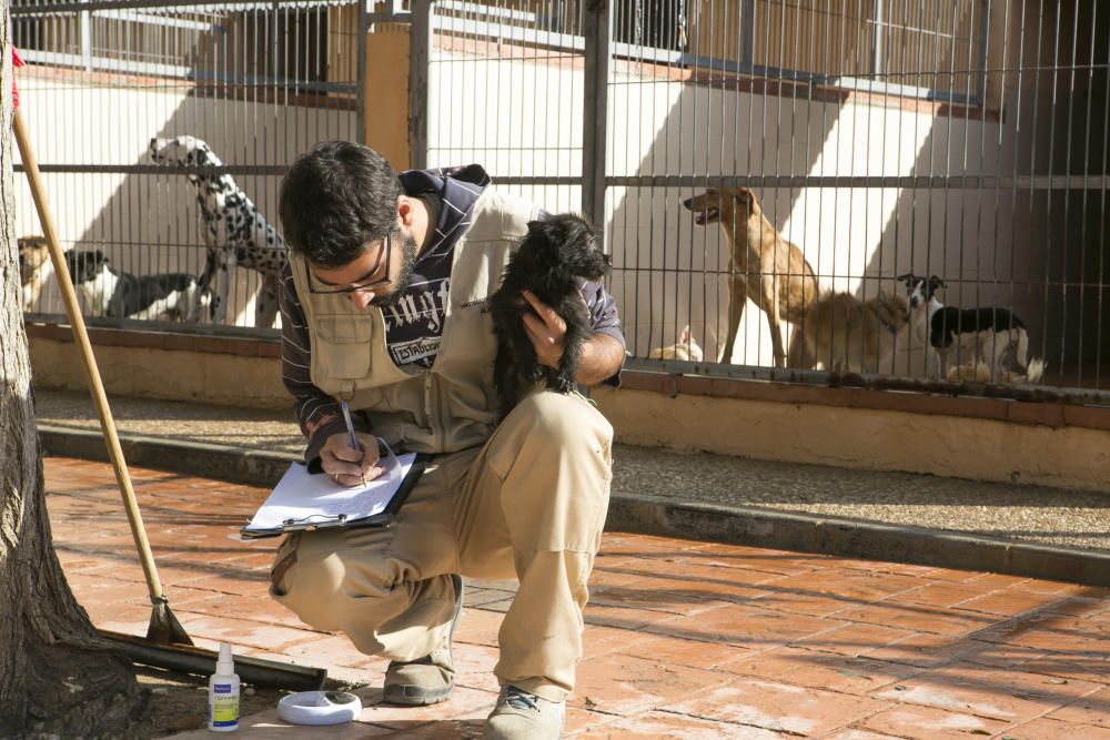 Así están los 56 perros rescatados en una vivienda en Alicante