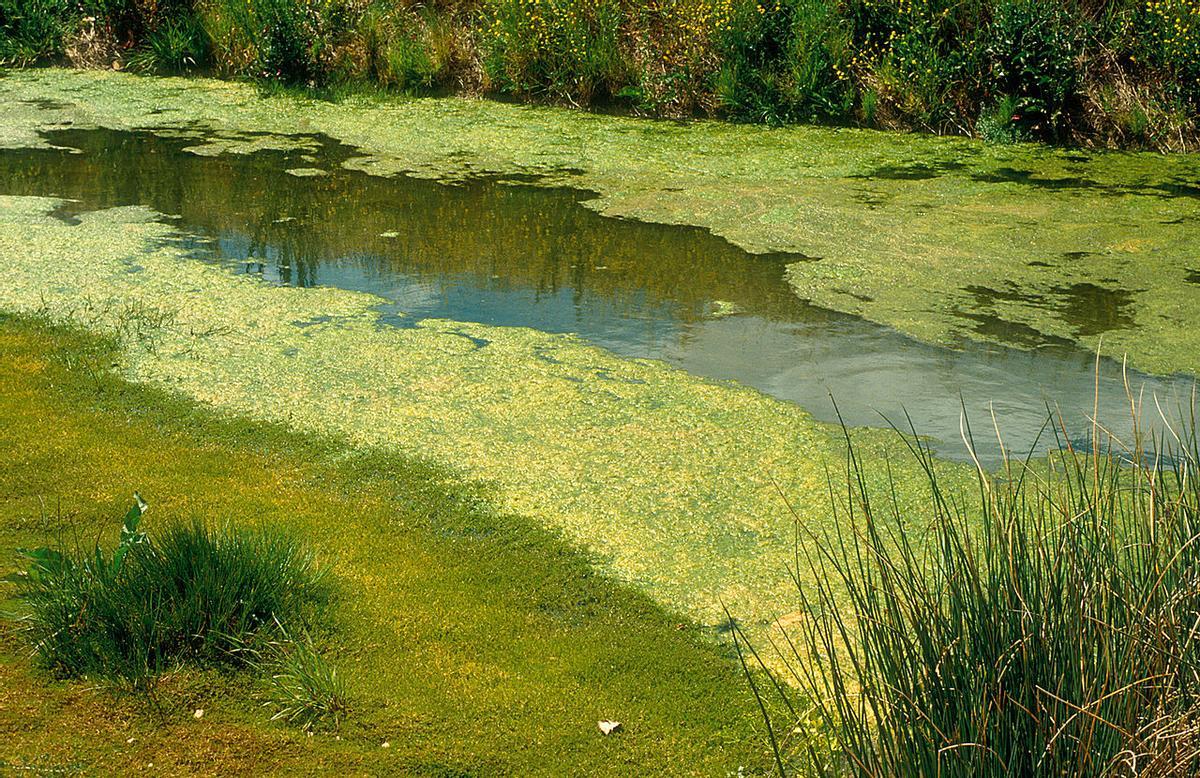 Algas verde y azul (o cianobacterias) acumuladas