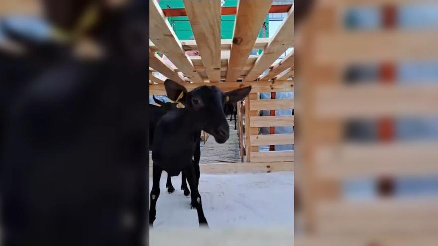 Las cabras son encajonadas antes de subir al avión
