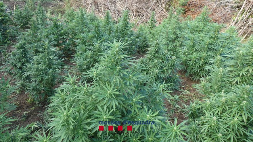 Amenacen els mossos amb un fusell de pesca a Terrades quan els troben marihuana valorada en 400.000 euros