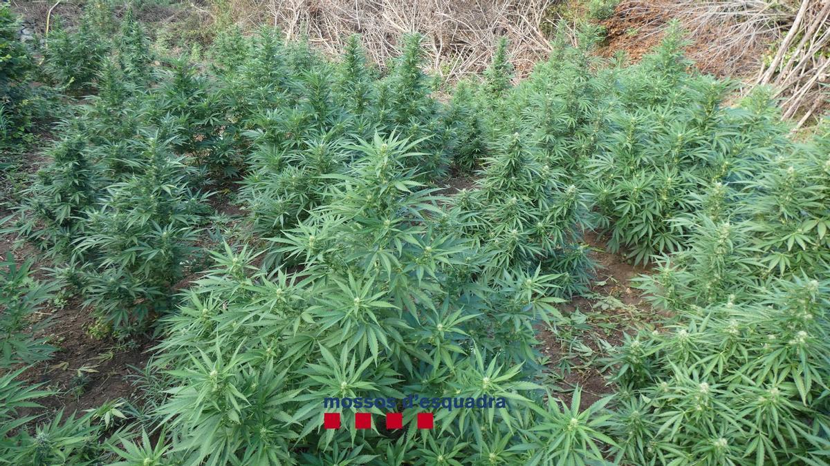 La plantació de marihuana a Terrades.
