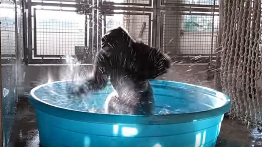 Zola, el gorila que baila a ritmo frenético en la piscina