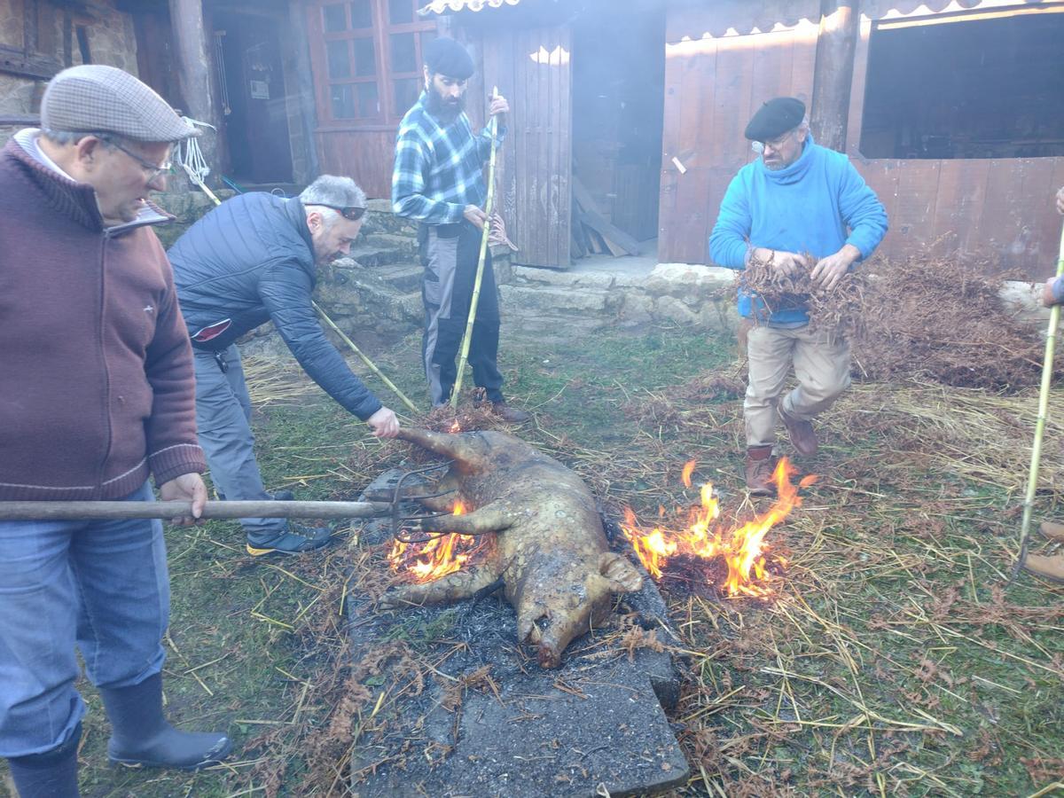 Momento en el que queman al cerdo, antes de lavarlo y abrirlo.