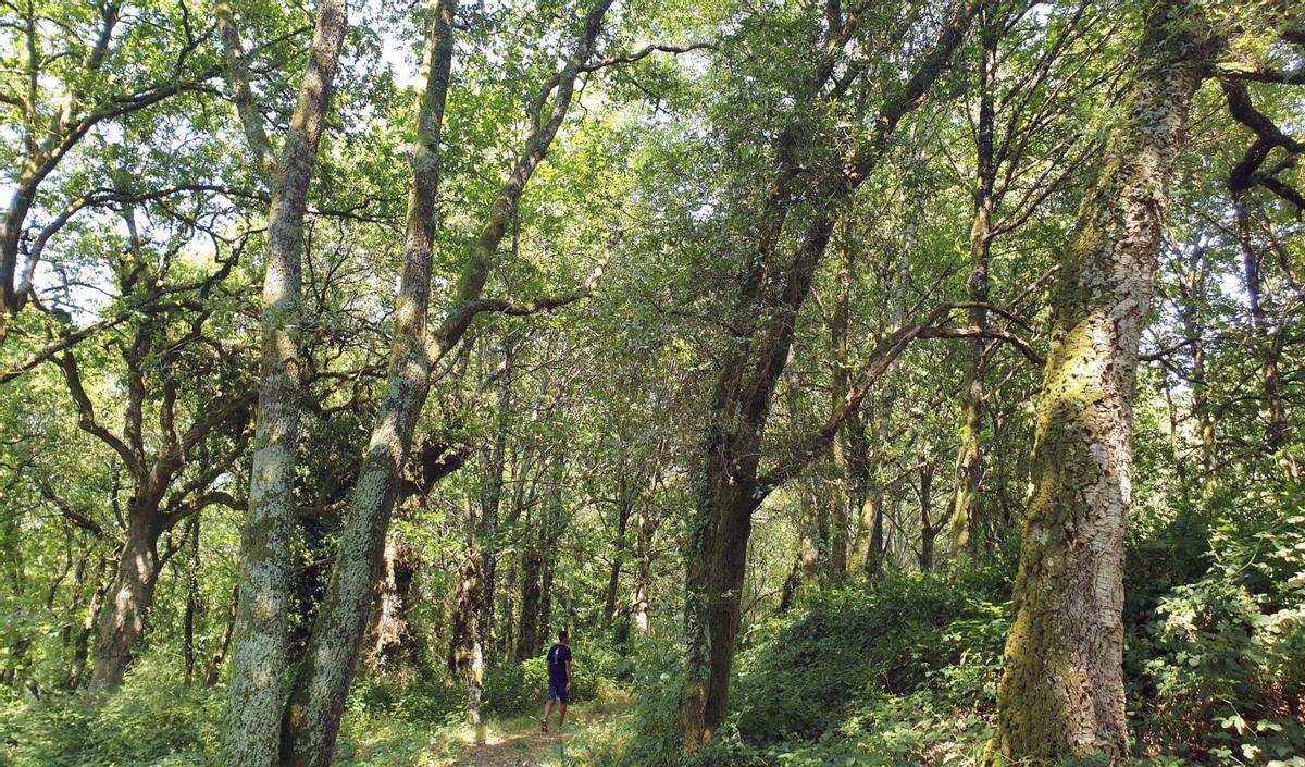 Robles en las Fragas de Catasós, con hiedras en algunos ejemplares. |  Marta G. Brea