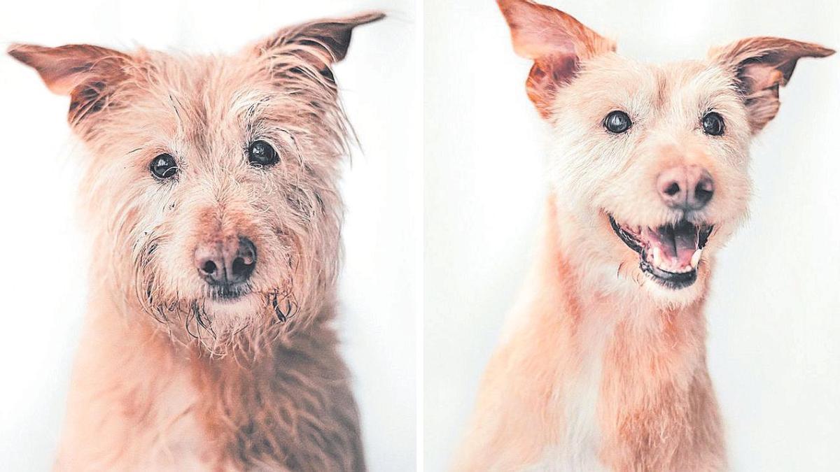 A la izq., Danco, el primer perro con el que comenzó el proyecto, antes del cambio; a la derecha, después de un baño y un corte de pelo hecho por Laura Villar.