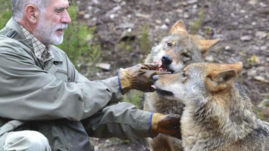 El biólogo Carlos Sanz alimenta a una pareja de lobos del Centro Temático de Robledo.