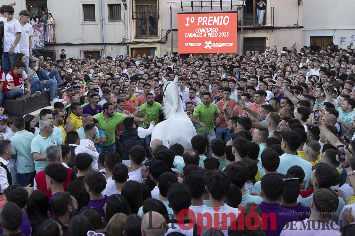 Fiestas de Caravaca | Entrega de premios del concurso morfológico