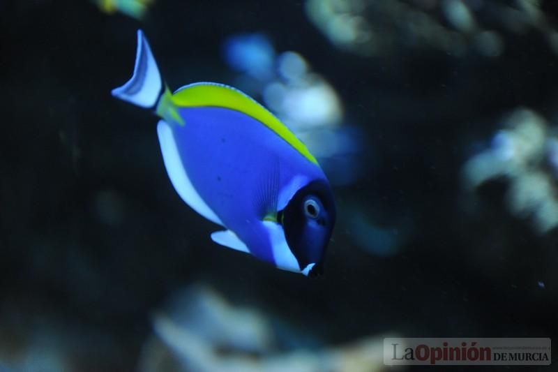 El acuario de la UMU albergará las especies emblemáticas del Mar Menor