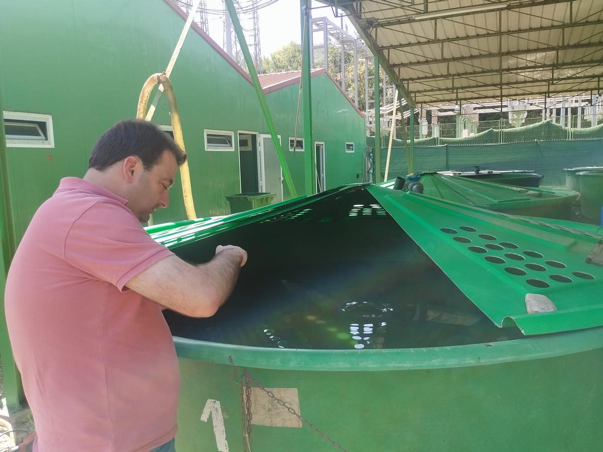 La extracción y traslado en vivo del campanu del Narcea, en imágenes
