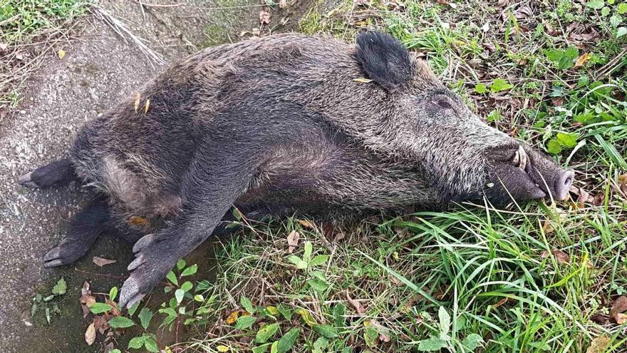 Un enorme jabalí aparece muerto muy cerca del casco urbano de Villaviciosa