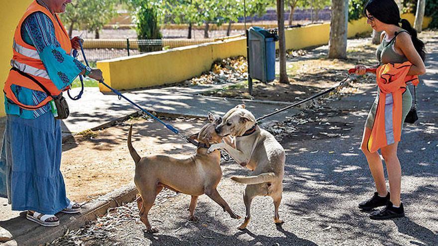 Tierschützer versuchen, den verlassenen Hunden in Son Reus das triste Leben mit täglichen Spaziergängen zu versüßen