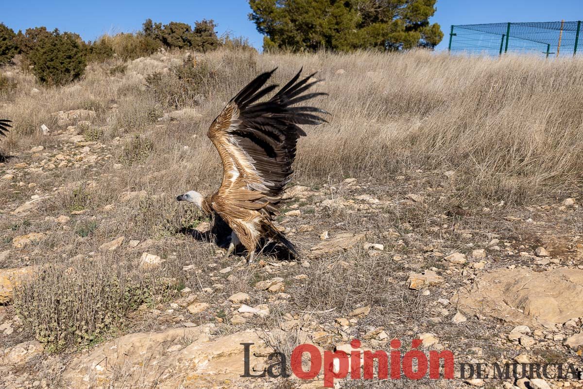 Suelta de dos buitres leonados en la Sierra de Mojantes en Caravaca