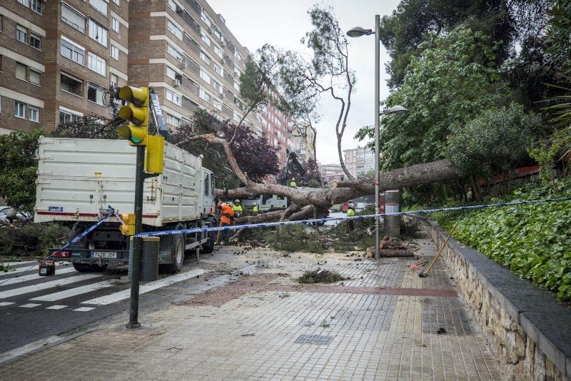 Imágenes de la caída de un árbol en la Calle Rioja