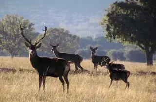 El Parque Nacional de Cabañeros volverá a permitir la caza tras los daños causados por la sobrepoblación de ciervos