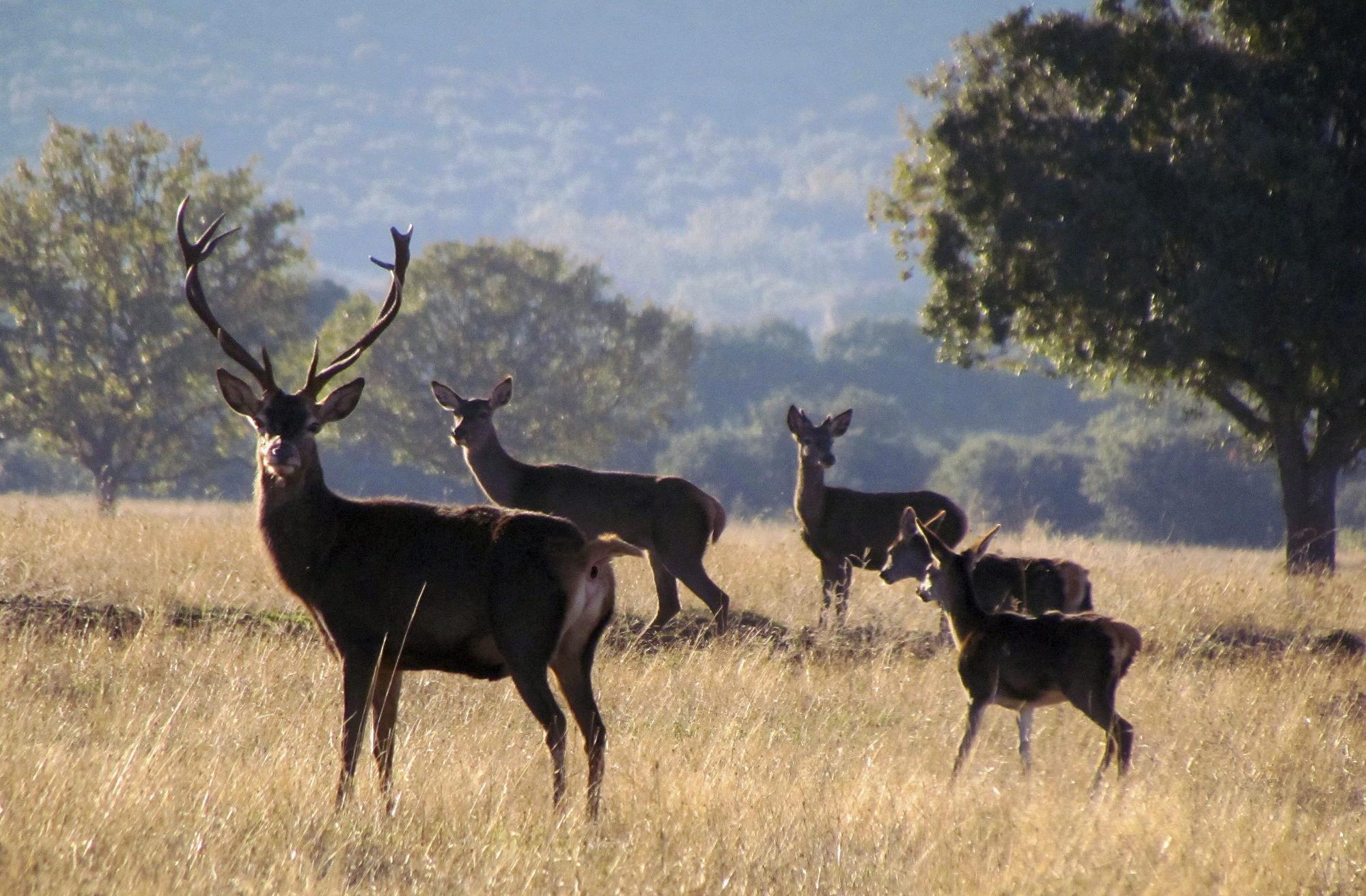 Varios ciervos en el Parque Nacional de Cabañeros, en Castilla La Mancha.