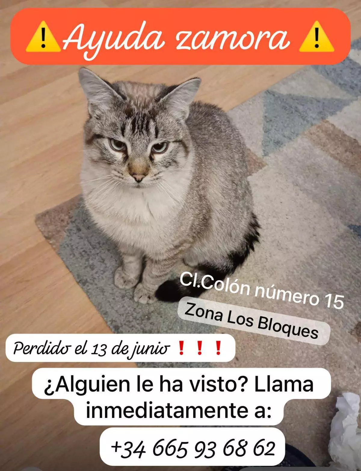 Piden ayuda para encontrar un gato perdido en este barrio de Zamora