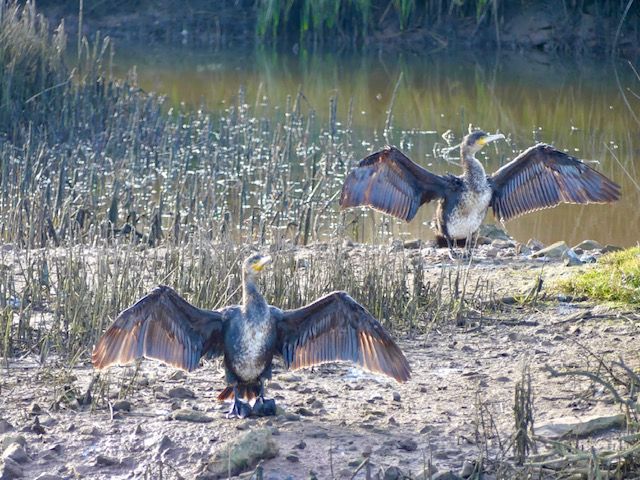 Cormorán grande secando las plumas.