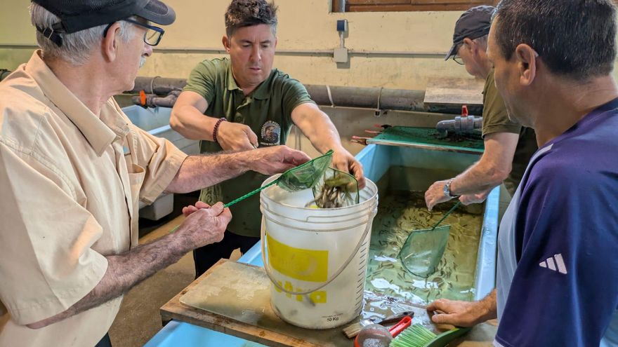 Los &quot;Amigos del Nalón&quot; repueblan el río con 100.000 alevines de truchas