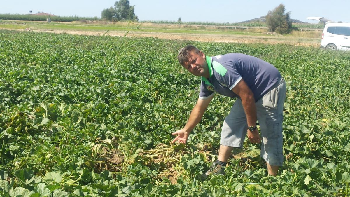 Denuncian el robo de 3.000 kilos de melones no aptos para el consumo en Don Benito