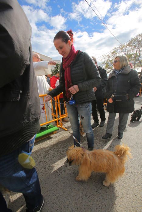 Benidición de animales en la Ermita de Vera y en la Punta