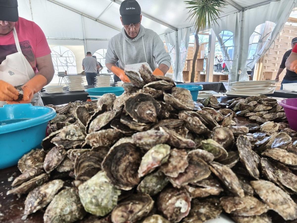 Preparación de las ostras para la degustación.