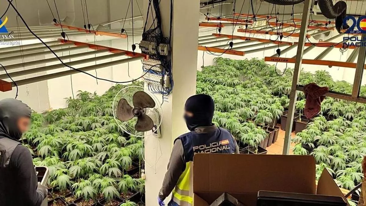 Un detenido tras intervenir 2.000 plantas de marihuana en Dos Hermanas