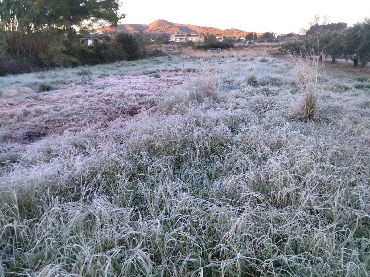 Terreno de Xàbia teñido de blanco por la cencellada