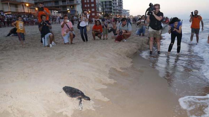 Sueltan a 32 crías de tortugas boba nacidas en La Punta