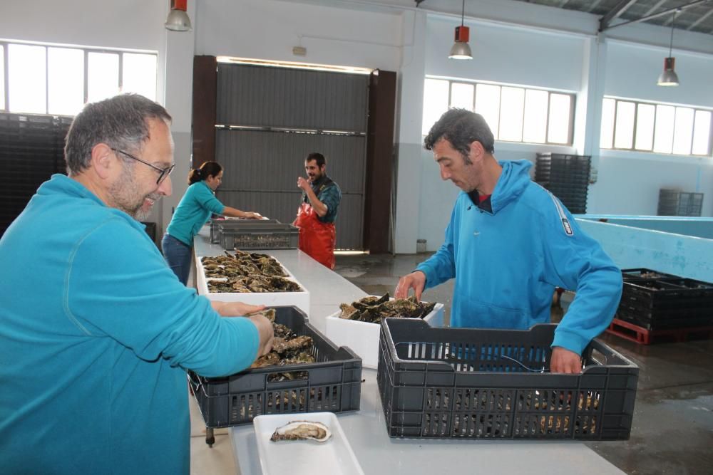 Castropol prepara sus ostras para el festival