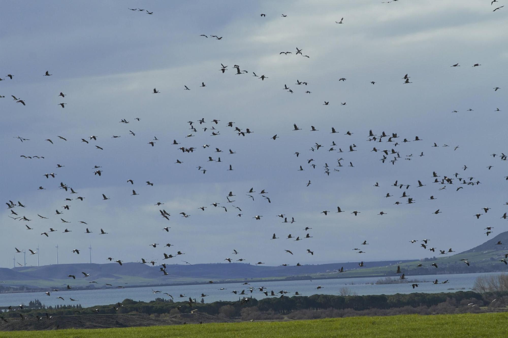25.000 grullas levantan vuelo desde la alberca de Alboré