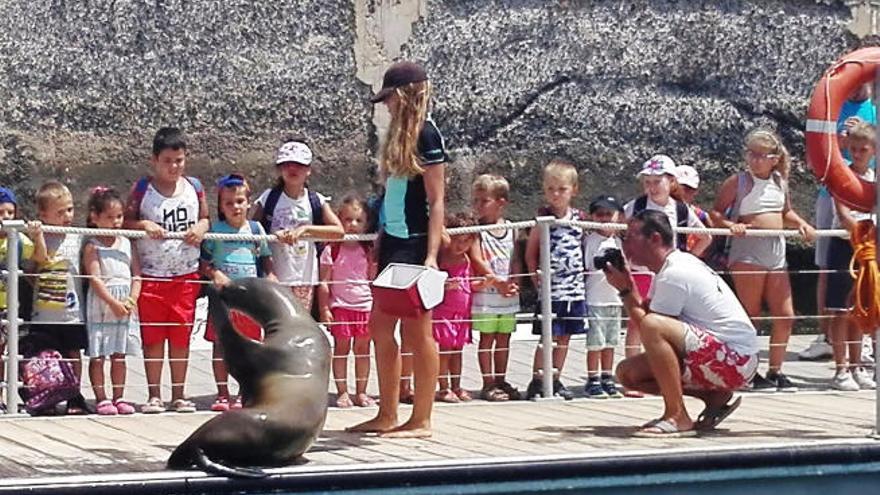 Los niños de Antigua disfrutaron de una animada visita a los leones marinos de El Castillo.