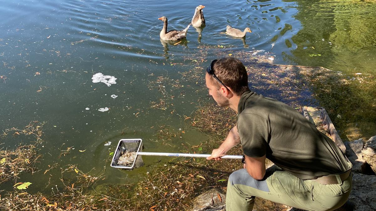 Un operari duent a terme les tasques d&#039;introducció d&#039;alevins de truita a l&#039;estany de Puigcerdà