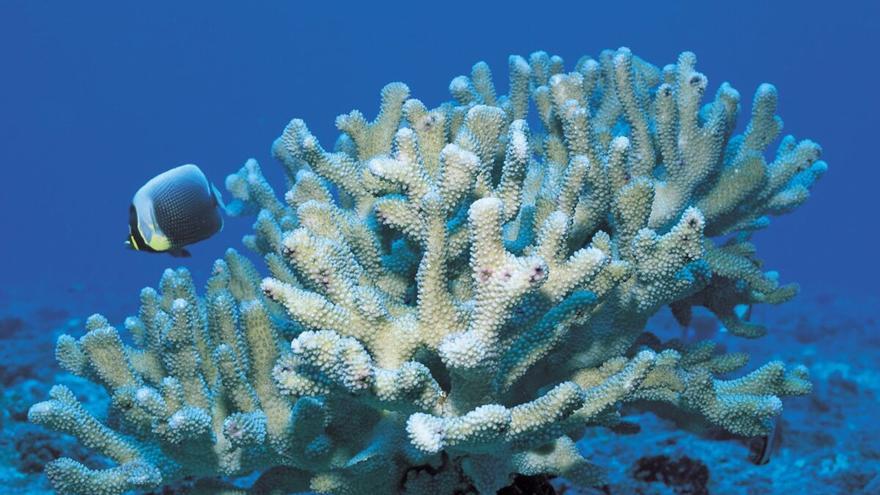 El calentamiento mató el 14% de corales del mundo entre 2009 y 2018