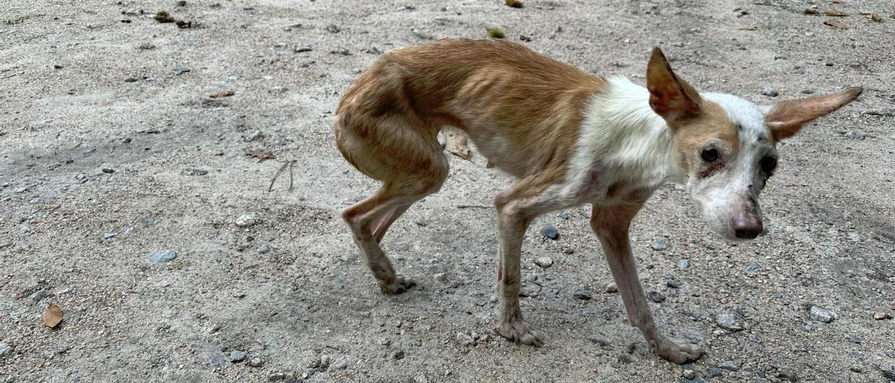 El estado de destutrición de Bimba, cuando fue encontrada.