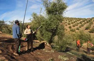 Córdoba sigue a la cabeza de España en superficie de producción ecológica