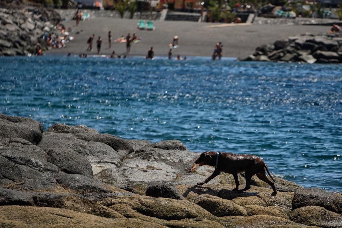 La mayoría de los golpes de calor en perros no llegan a ser mortales