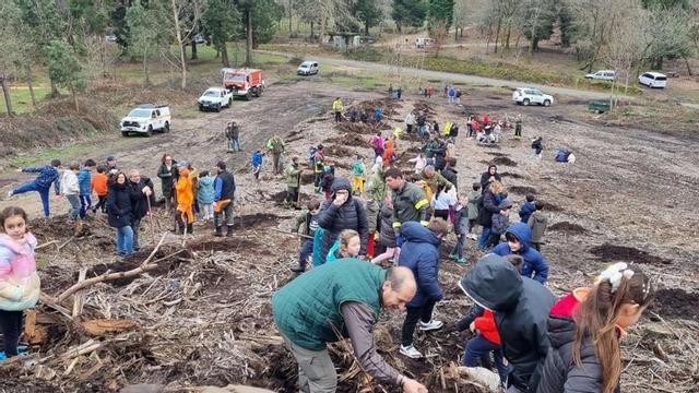 Plantación en una franja de 20 metros de ancho. |  FdV