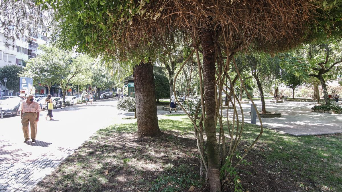 Parque de Gloria Fuertes, uno de los espacios con especies más antiguas.