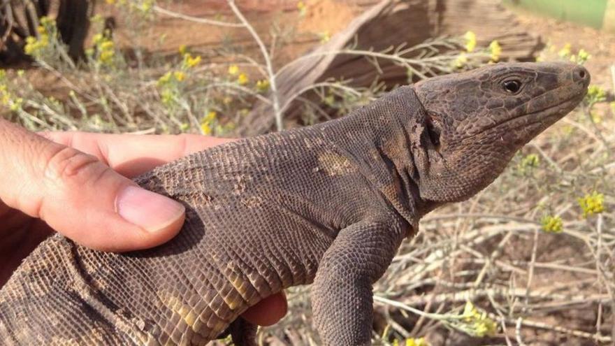 Buscan determinar el sexo de los lagartos gigantes a edad más temprana