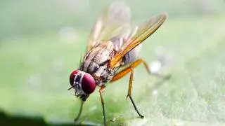 El sencillo truco para evitar que las moscas entren en tu casa este verano