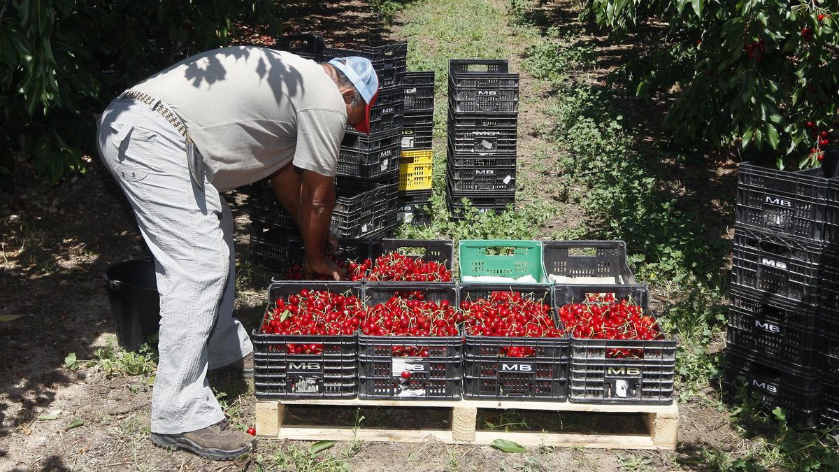 Recogida de la cereza en la zona de Mequinenza en una imagen de archivo.