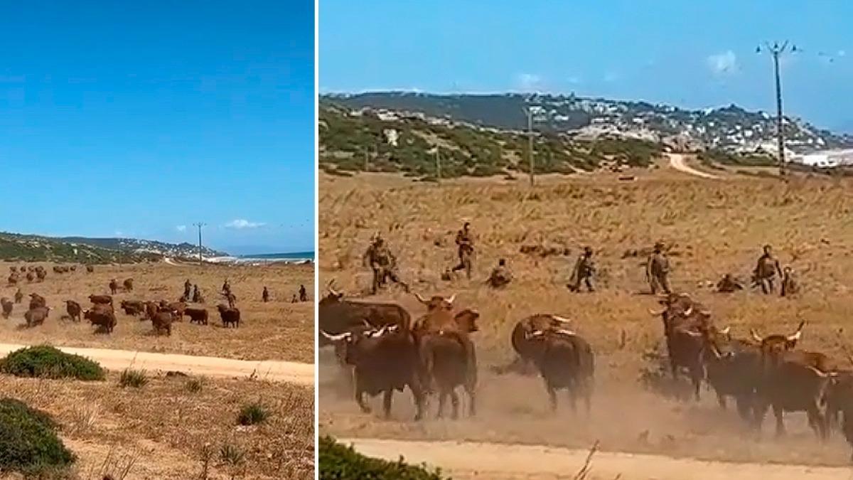 Soldats de l&#039;exèrcit espanyol fugen davant l&#039;atac d&#039;un ramat de vaques