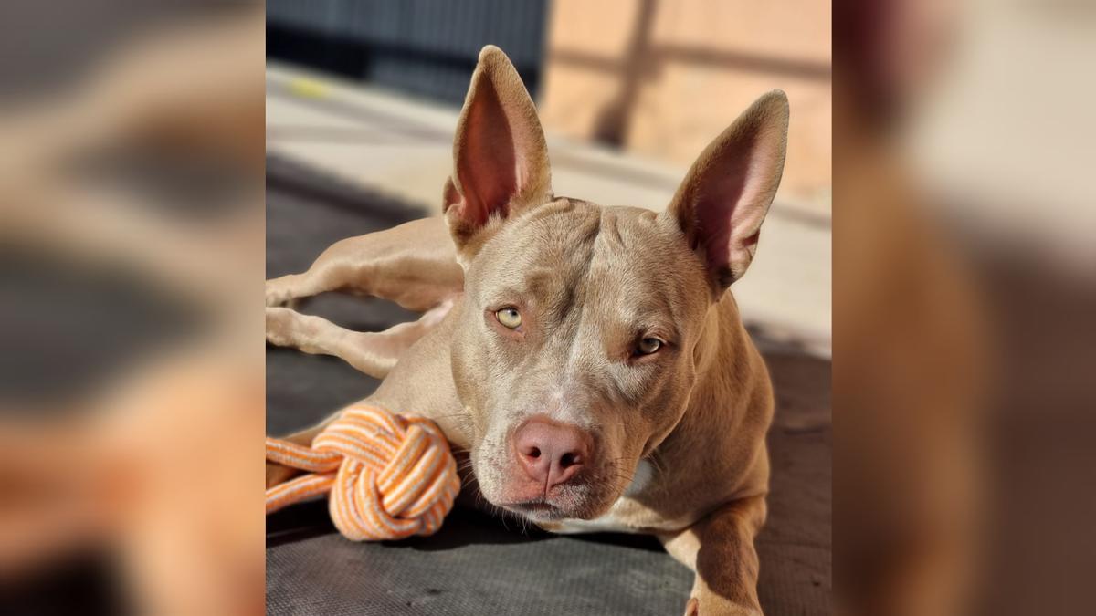 Noa, la pitbull que desapareció el viernes por la noche.