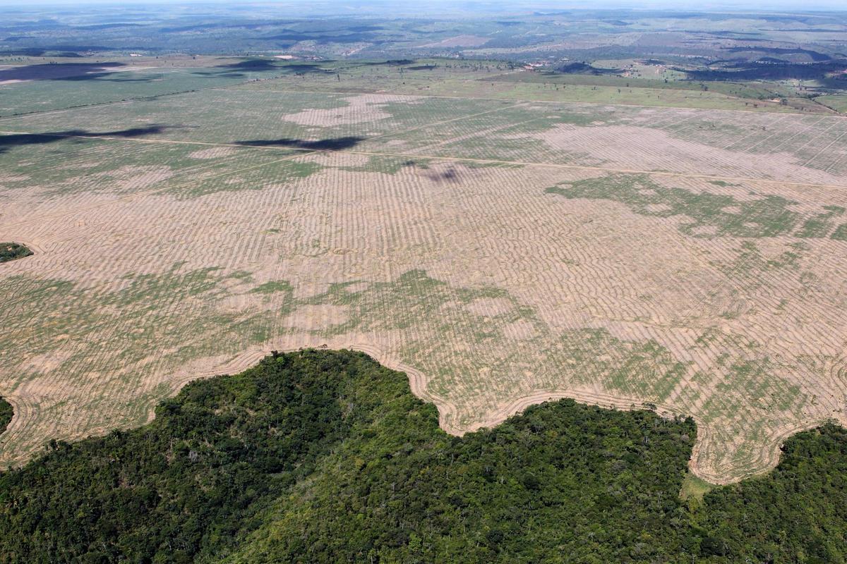 Deforestación en la Amazonía de Brasil