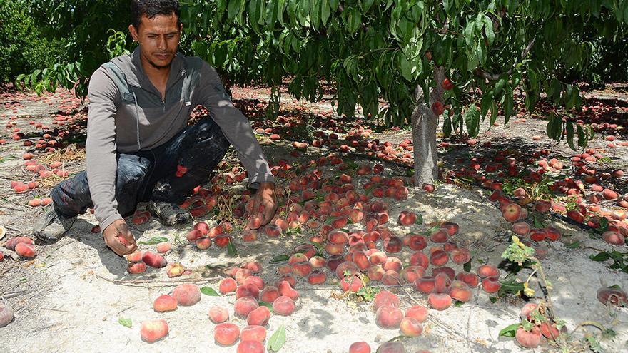 La fruta empieza a caerse de los árboles por falta de riego