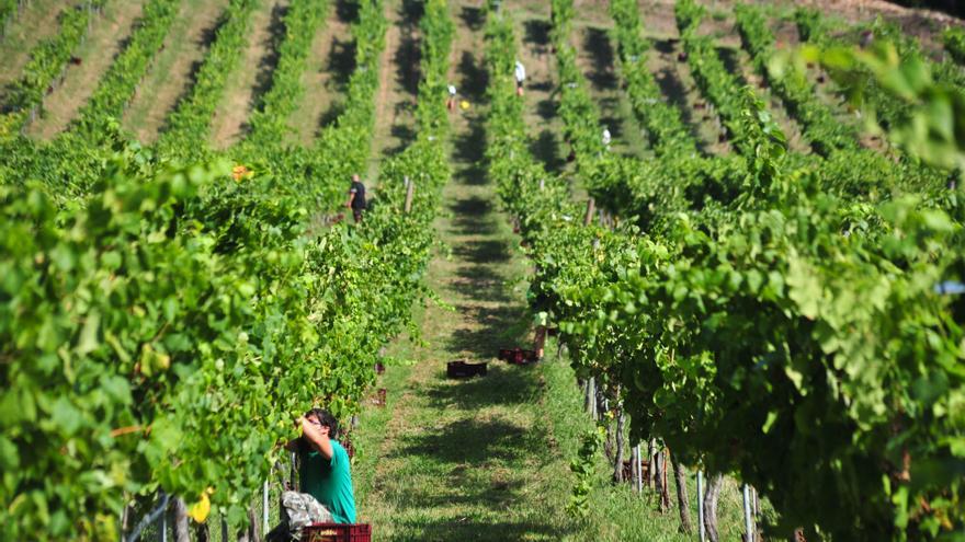 Existe un vino para cada paisaje