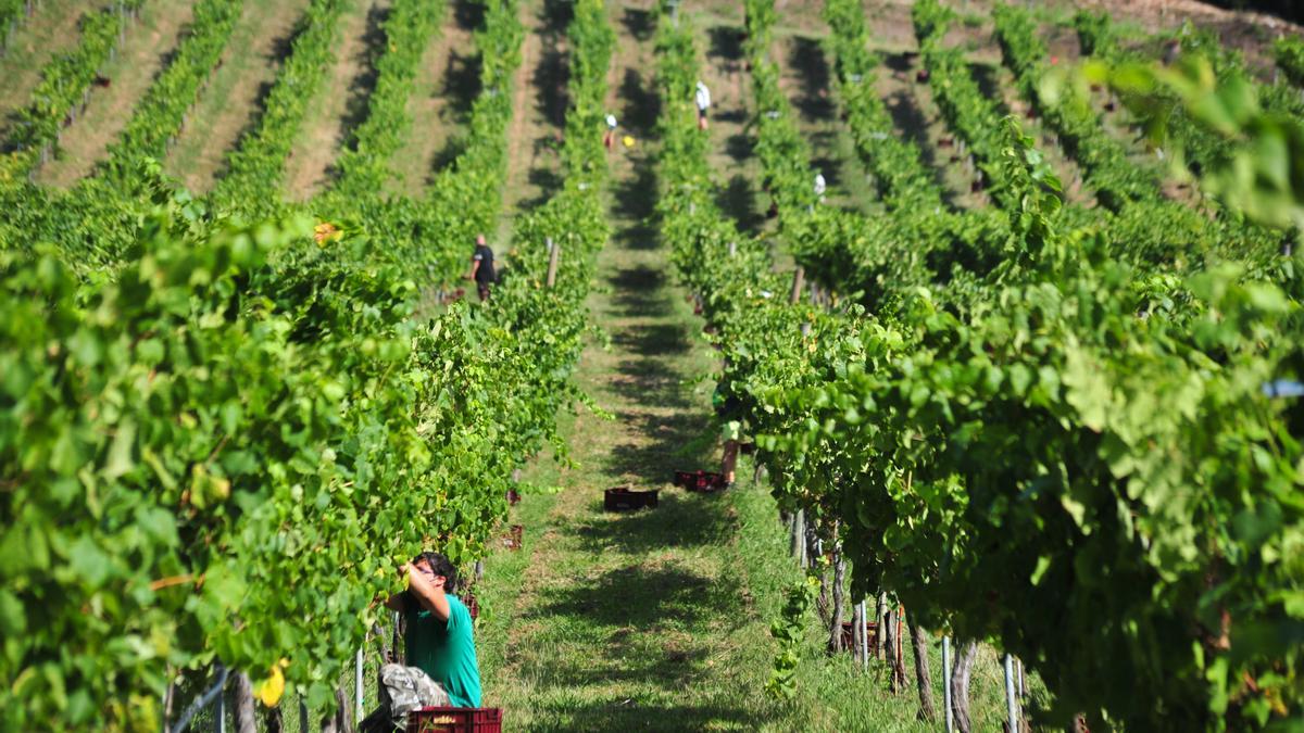 Viñedos de Rías Baixas.