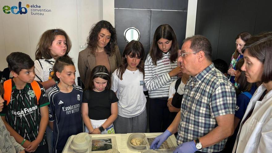 Elche muestra cerebros de mono, oso o león para explicar el alzhéimer a escolares